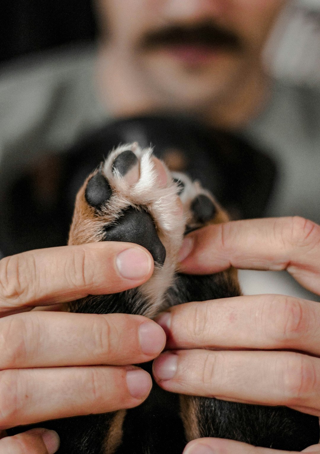 Person gently handling a Golden Retriever puppy during cooperative care practice