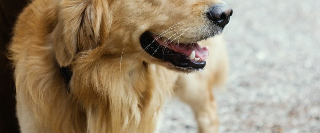 How to Clean a Golden Retriever’s Ears Safely