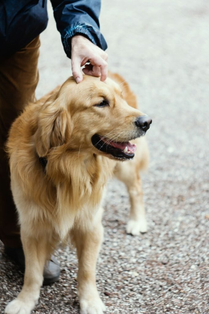 Person handling a Golden Retriever during grooming