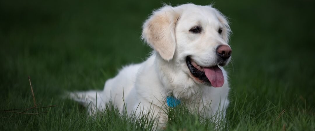 English Cream Golden Retrievers: Are They Really Different?