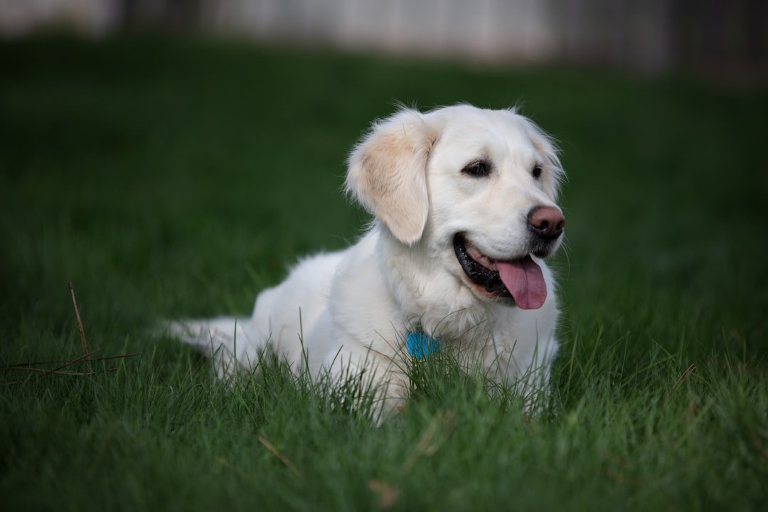 Very pale cream Golden Retriever outdoors