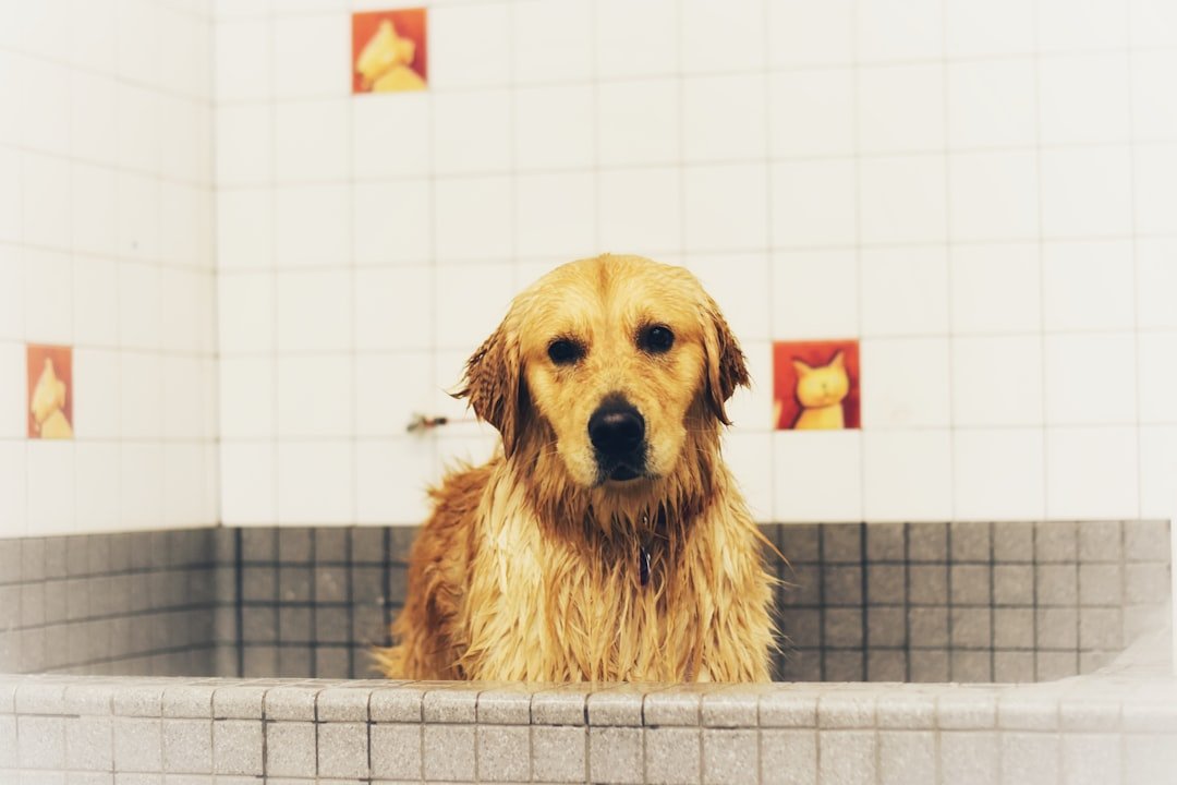 Wet Golden Retriever showing the dense coat after bathing or swimming